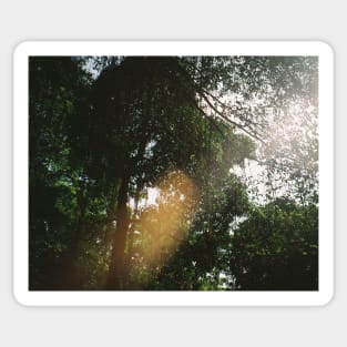 Tropical Serenity: Jungle Canopy Film Photo Print Sticker